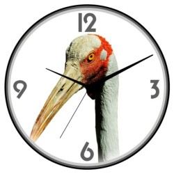 Orologio da parete uccello...